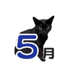 黒猫ぐー姫のカレンダー（月と春夏秋冬）（個別スタンプ：5）