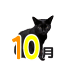 黒猫ぐー姫のカレンダー（月と春夏秋冬）（個別スタンプ：10）