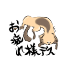 馴染みのお店に質問する猫（鳥獣戯画風）（個別スタンプ：12）