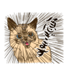 馴染みのお店に質問する猫（鳥獣戯画風）（個別スタンプ：13）