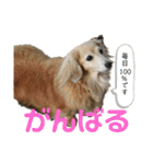鬼カワダックス犬ココちゃんスタンプ（個別スタンプ：27）