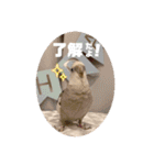 Minchopila7（個別スタンプ：1）
