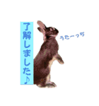 Minchopila7（個別スタンプ：5）