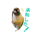 Minchopila7（個別スタンプ：6）