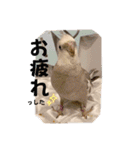 Minchopila7（個別スタンプ：9）