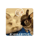 Minchopila7（個別スタンプ：10）