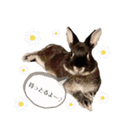 Minchopila7（個別スタンプ：15）