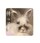 Minchopila7（個別スタンプ：16）