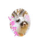 Minchopila7（個別スタンプ：21）