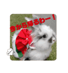 Minchopila7（個別スタンプ：22）