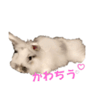 Minchopila7（個別スタンプ：36）