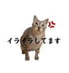 ぎんたまの日常（個別スタンプ：13）