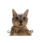 ぎんたまの日常（個別スタンプ：16）