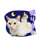 猫のラテ＆モカの日常スタンプ（個別スタンプ：3）