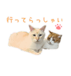 猫のラテ＆モカの日常スタンプ（個別スタンプ：20）