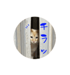 猫のラテ＆モカの日常スタンプ（個別スタンプ：35）