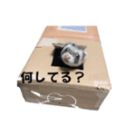 ぼく、たぬきち！②（個別スタンプ：2）