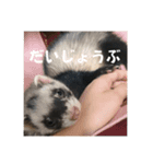 ぼく、たぬきち！②（個別スタンプ：13）