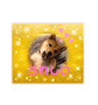 しばいぬこむぎ3（個別スタンプ：3）