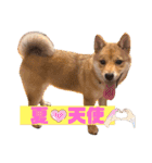 しばいぬこむぎ3（個別スタンプ：5）