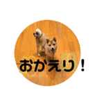 しばいぬこむぎ3（個別スタンプ：10）