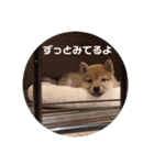 しばいぬこむぎ3（個別スタンプ：11）