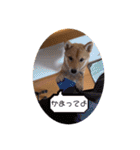 しばいぬこむぎ3（個別スタンプ：14）