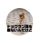 しばいぬこむぎ3（個別スタンプ：20）