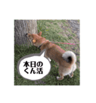しばいぬこむぎ3（個別スタンプ：21）