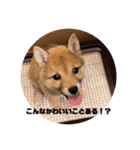 しばいぬこむぎ3（個別スタンプ：23）