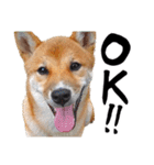 柴犬コタロウ(子犬編)（個別スタンプ：1）