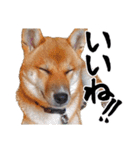 柴犬コタロウ(子犬編)（個別スタンプ：2）
