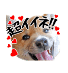 柴犬コタロウ(子犬編)（個別スタンプ：3）