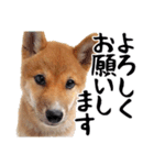 柴犬コタロウ(子犬編)（個別スタンプ：4）