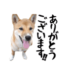 柴犬コタロウ(子犬編)（個別スタンプ：5）
