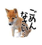 柴犬コタロウ(子犬編)（個別スタンプ：6）