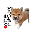 柴犬コタロウ(子犬編)（個別スタンプ：7）