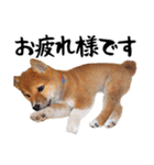 柴犬コタロウ(子犬編)（個別スタンプ：8）