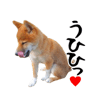 柴犬コタロウ(子犬編)（個別スタンプ：11）
