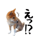 柴犬コタロウ(子犬編)（個別スタンプ：12）