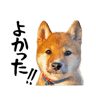 柴犬コタロウ(子犬編)（個別スタンプ：13）