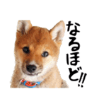柴犬コタロウ(子犬編)（個別スタンプ：14）