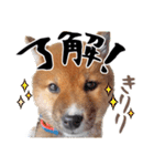 柴犬コタロウ(子犬編)（個別スタンプ：15）