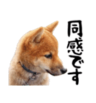 柴犬コタロウ(子犬編)（個別スタンプ：16）