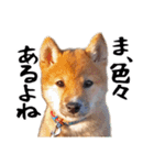 柴犬コタロウ(子犬編)（個別スタンプ：17）