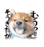 柴犬コタロウ(子犬編)（個別スタンプ：18）