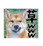 柴犬コタロウ(子犬編)（個別スタンプ：19）