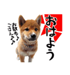 柴犬コタロウ(子犬編)（個別スタンプ：21）