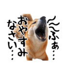 柴犬コタロウ(子犬編)（個別スタンプ：22）