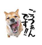 柴犬コタロウ(子犬編)（個別スタンプ：23）
